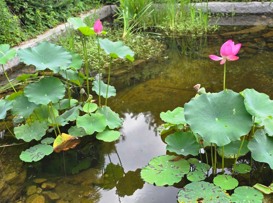 Most Popular Local Spot: Bongeunsa Temple (봉은사)
